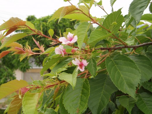 モトクラブコバヤシ