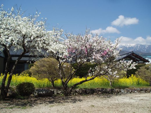 ・・・は～るよ　こい！