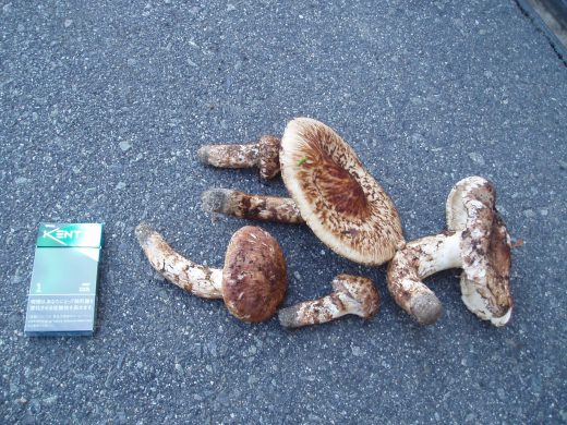 店のお客様が今年初物の、松茸を見せに来てくれました。