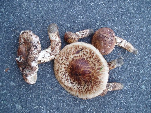 店のお客様が今年初物の、松茸を見せに来てくれました。